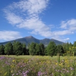 A field of flowers with a mountain in the distance, seen on a sunny day