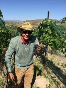a man standing in a vineyard holding grapes