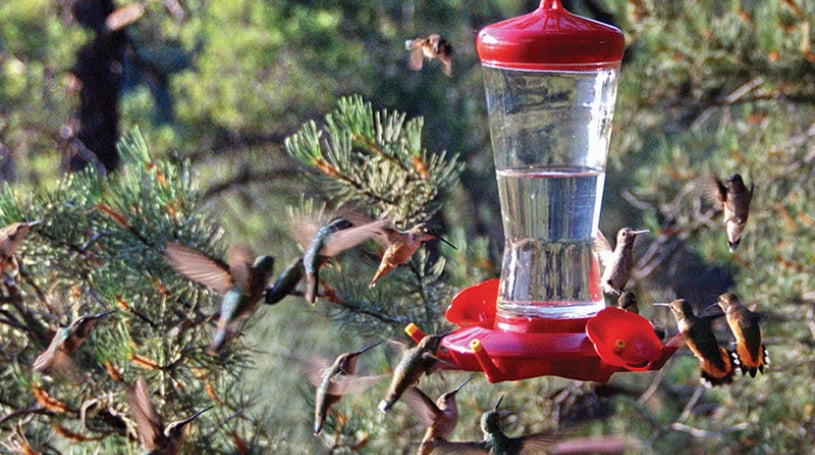 Sedona Hummingbird Festival