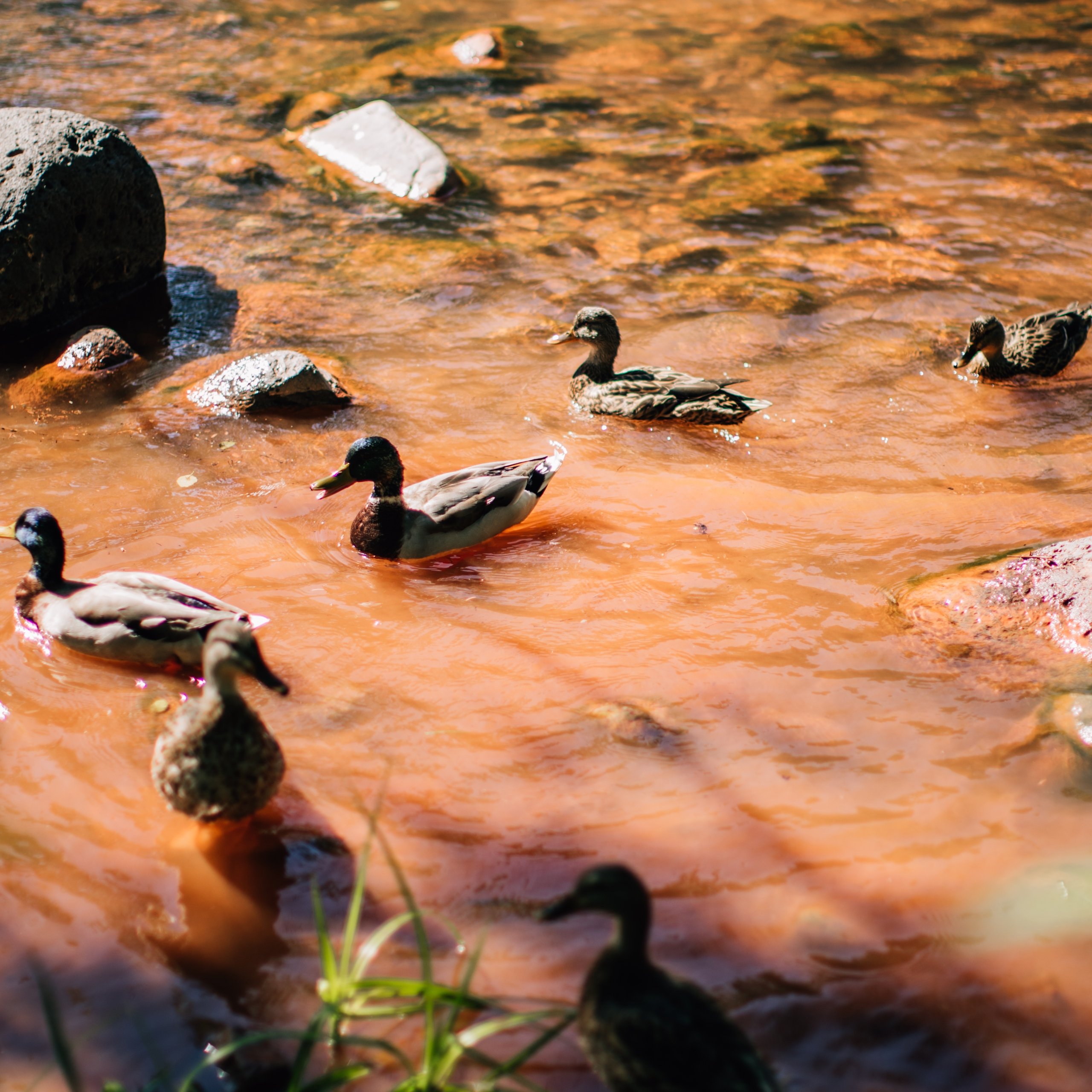 Feed The Ducks