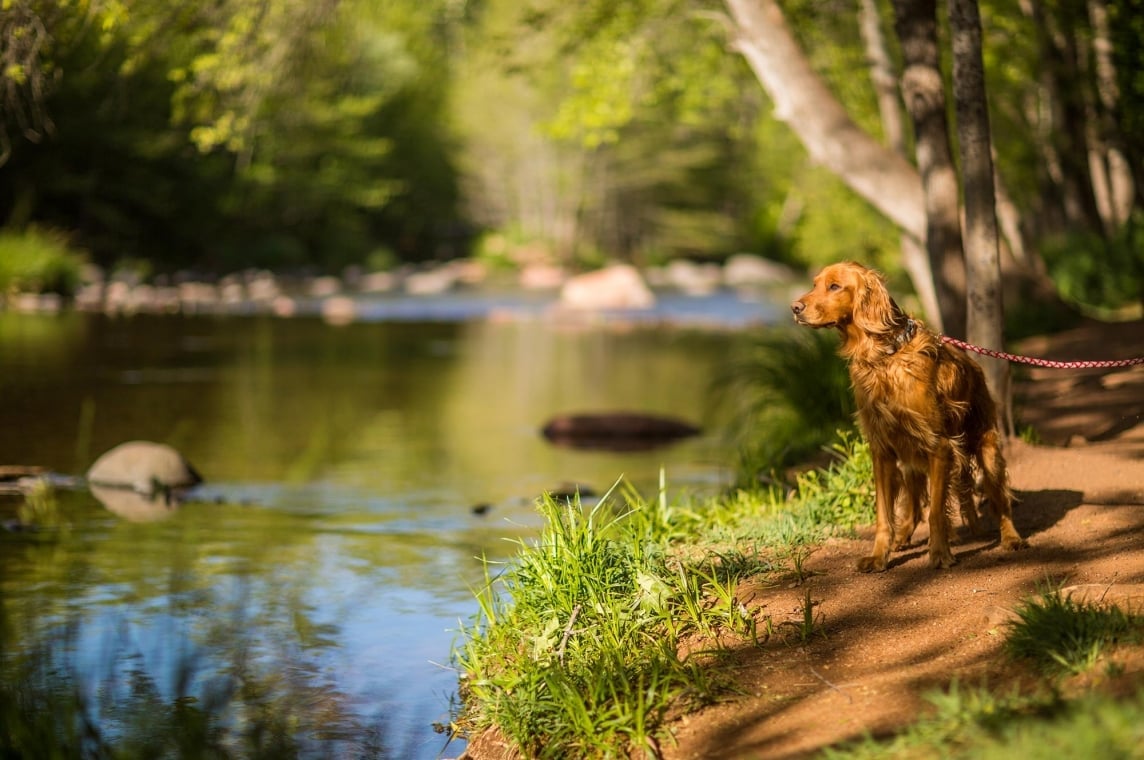A golden-colored dog on a leash stands attentively on the grassy bank of Oak Creek in a sunlit, wooded area.