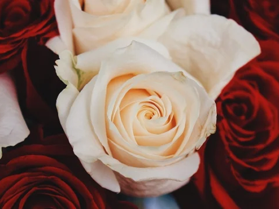 Red and white Roses
