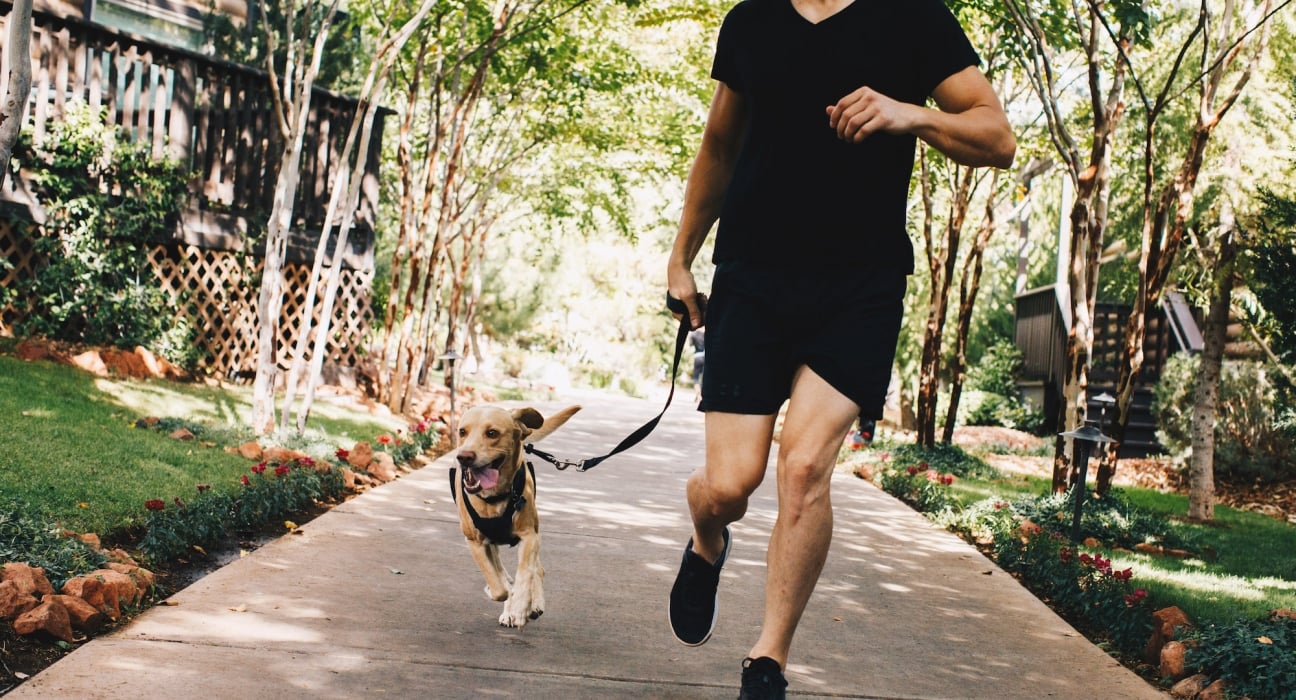 dog and man running on hotel property
