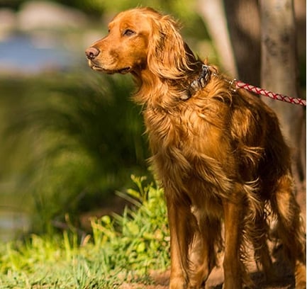A golden-colored dog on a leash stands attentively on the grassy bank of Oak Creek in a sunlit, wooded area.