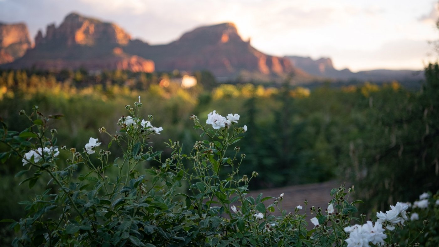 A close-up of white wildflowers, with a soft-focus background of Sedona's red rock mountains at sunset.