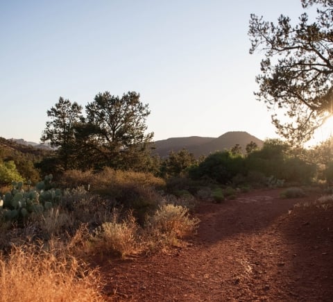 A red dirt hiking trail in Sedona at sunset, winding through desert scrub, cacti, and juniper trees.