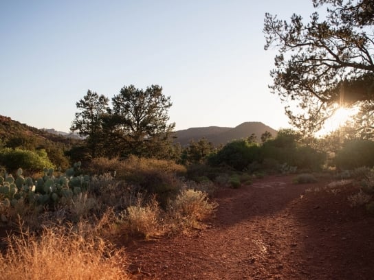 A red dirt hiking trail in Sedona at sunset, winding through desert scrub, cacti, and juniper trees.