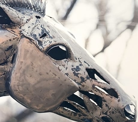 Extreme close-up of the head of 